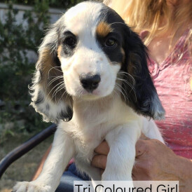 Cocker Spaniel (Working &amp; Show) - Both