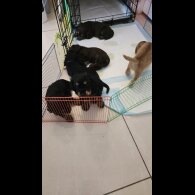 Cocker Spaniel (Show) - Both