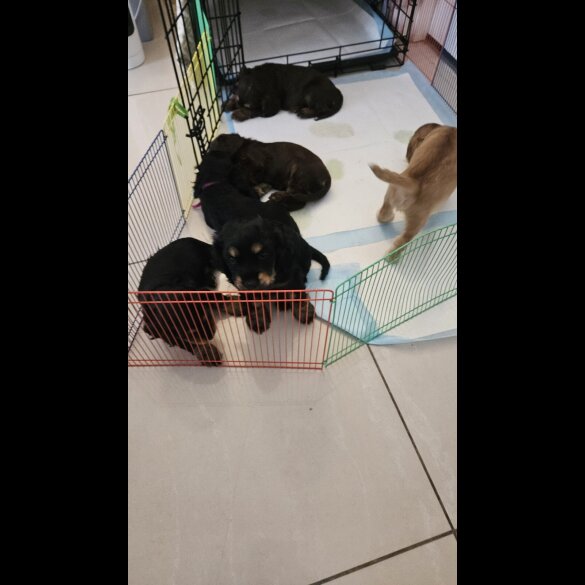 Cocker Spaniel (Show) - Both