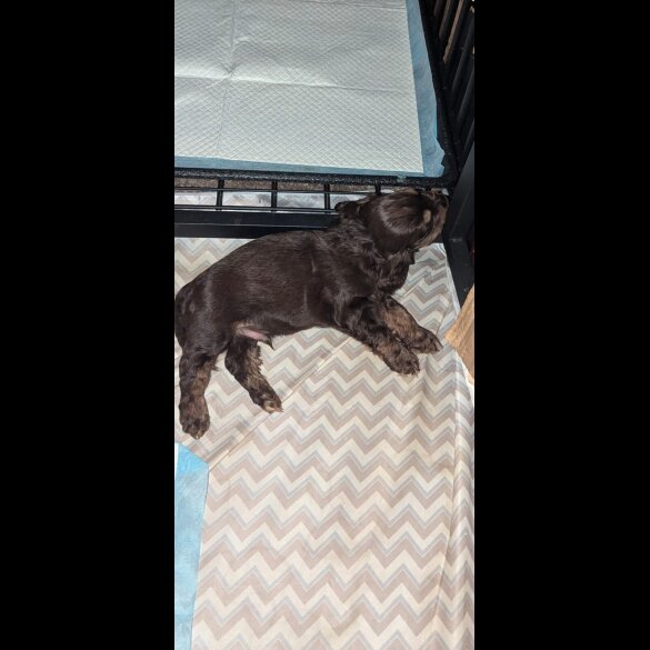 Cocker Spaniel (Show) - Both