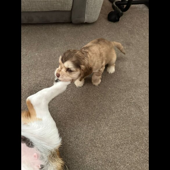 Cocker Spaniel (Show) - Both