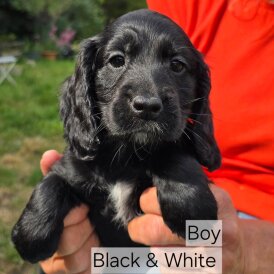Cocker Spaniel (Working &amp; Show) - Both