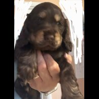 Cocker Spaniel (Show) - Both