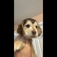 Cocker Spaniel (Show) - Both