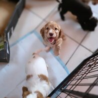 Cocker Spaniel (Working &amp; Show) - Both