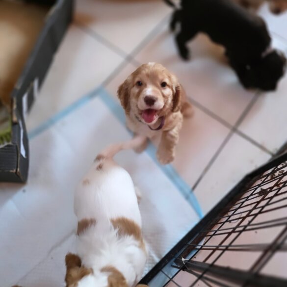Cocker Spaniel (Working &amp; Show) - Both