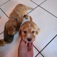 Cocker Spaniel (Working &amp; Show) - Both