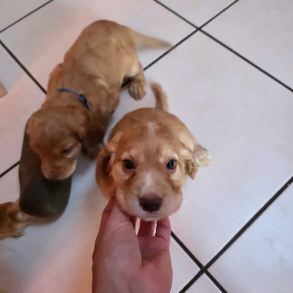 Cocker Spaniel (Working &amp; Show) - Both