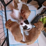 Cocker Spaniel (Working &amp; Show) - Both