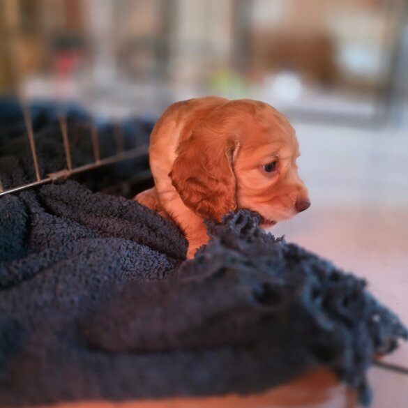 Cocker Spaniel (Working &amp; Show) - Both