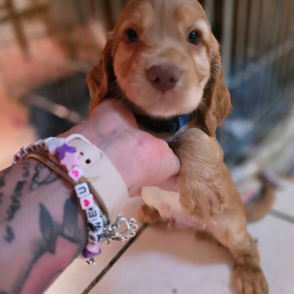 Cocker Spaniel (Working &amp; Show) - Both