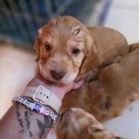 Cocker Spaniel (Working &amp; Show) - Both