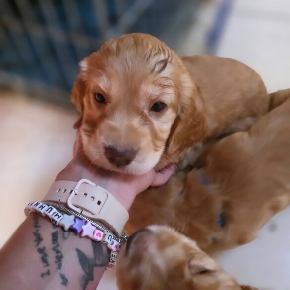 Cocker Spaniel (Working &amp; Show) - Both