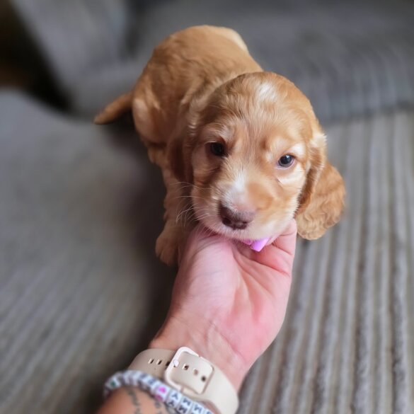 Cocker Spaniel (Working &amp; Show) - Both