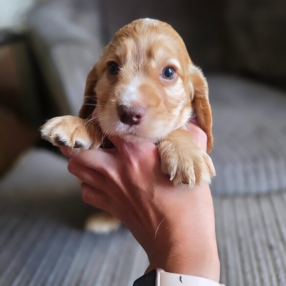Cocker Spaniel (Working &amp; Show) - Both