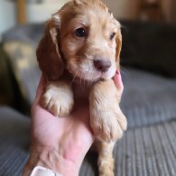 Cocker Spaniel (Working &amp; Show) - Both