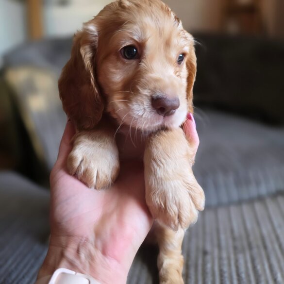 Cocker Spaniel (Working &amp; Show) - Both