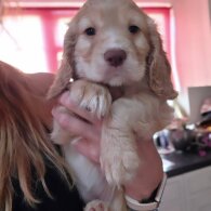 Cocker Spaniel (Working &amp; Show) - Both