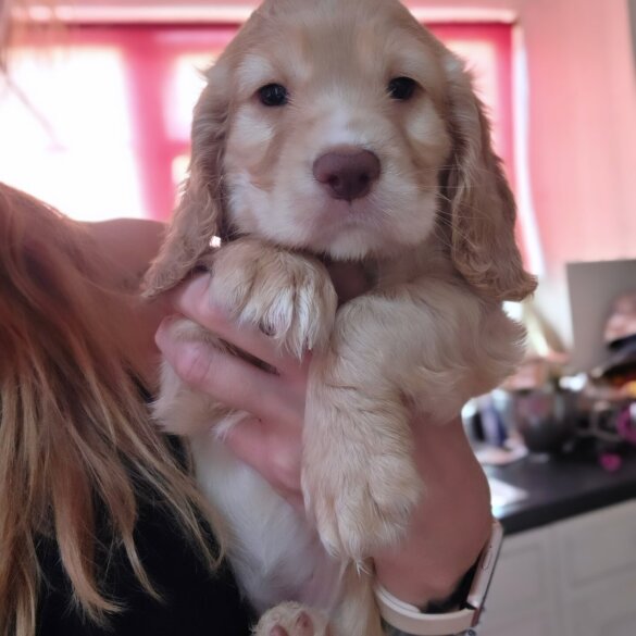 Cocker Spaniel (Working &amp; Show) - Both