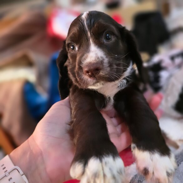 Cocker Spaniel (Working &amp; Show) - Both