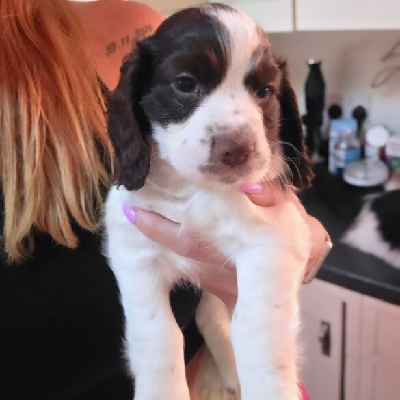 Cocker Spaniel (Working &amp; Show) - Both