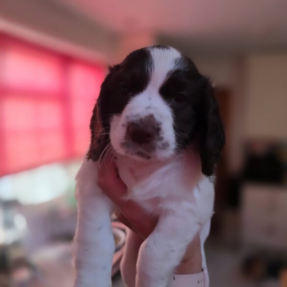 Cocker Spaniel (Working &amp; Show) - Both