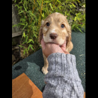 Cocker Spaniel (Working &amp; Show) - Both