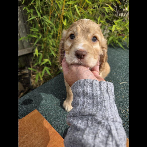 Cocker Spaniel (Working &amp; Show) - Both