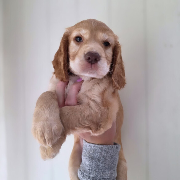 Cocker Spaniel (Working &amp; Show) - Both
