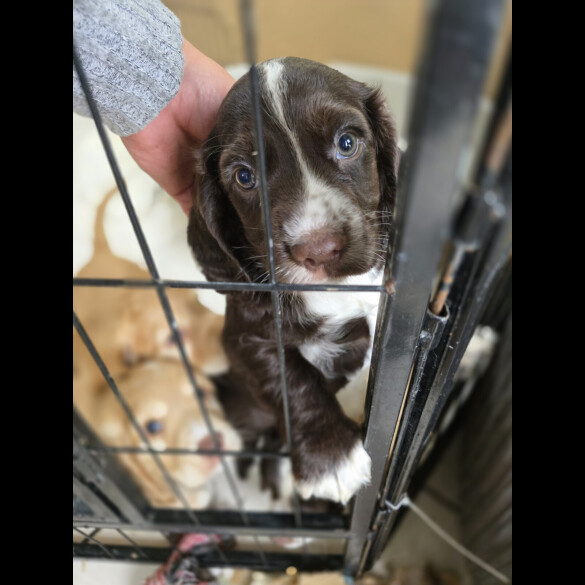 Cocker Spaniel (Working &amp; Show) - Both