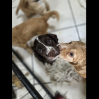 Cocker Spaniel (Working &amp; Show) - Both