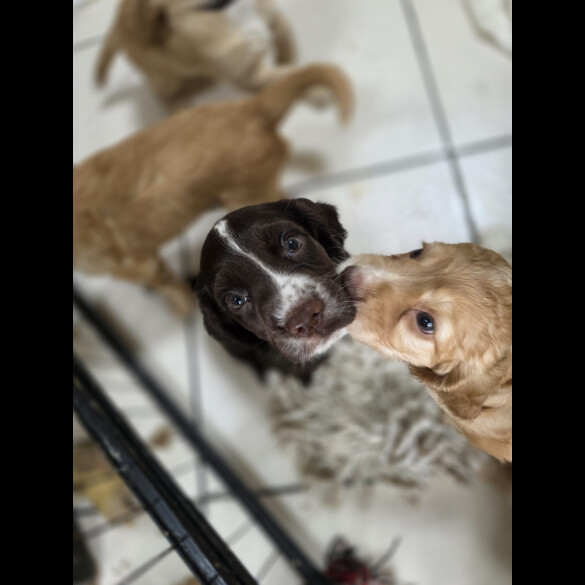 Cocker Spaniel (Working &amp; Show) - Both