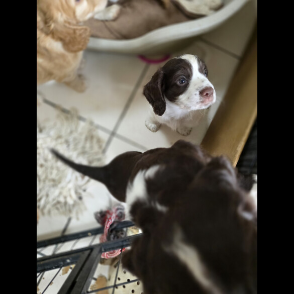 Cocker Spaniel (Working &amp; Show) - Both