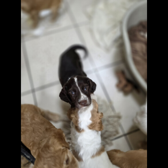 Cocker Spaniel (Working &amp; Show) - Both