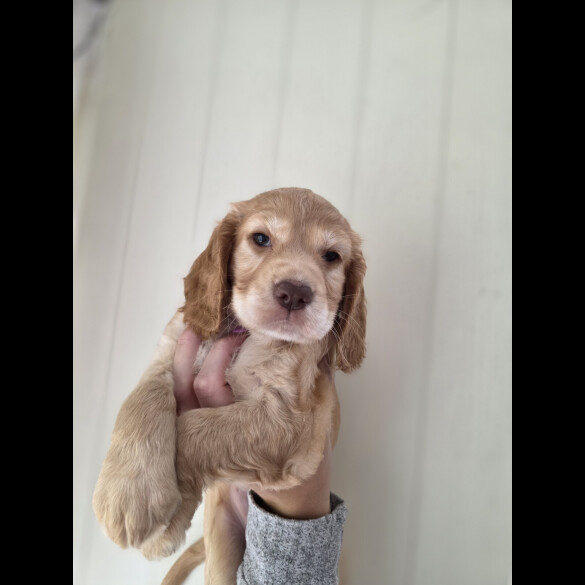 Cocker Spaniel (Working &amp; Show) - Both