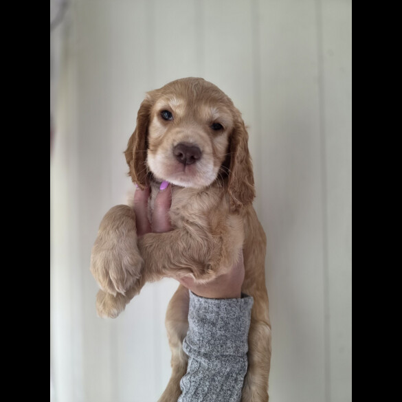Cocker Spaniel (Working &amp; Show) - Both
