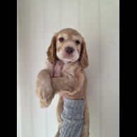 Cocker Spaniel (Working &amp; Show) - Both