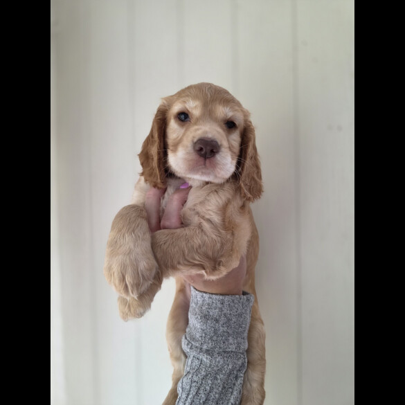 Cocker Spaniel (Working &amp; Show) - Both