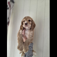 Cocker Spaniel (Working &amp; Show) - Both