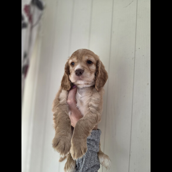 Cocker Spaniel (Working &amp; Show) - Both