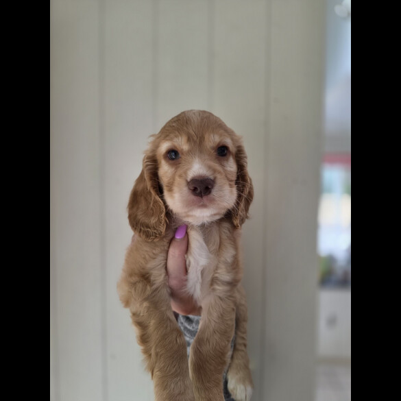 Cocker Spaniel (Working &amp; Show) - Both