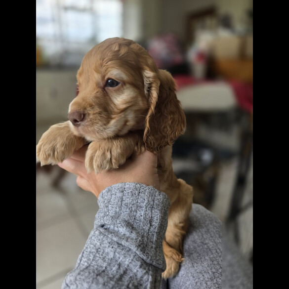 Cocker Spaniel (Working &amp; Show) - Both