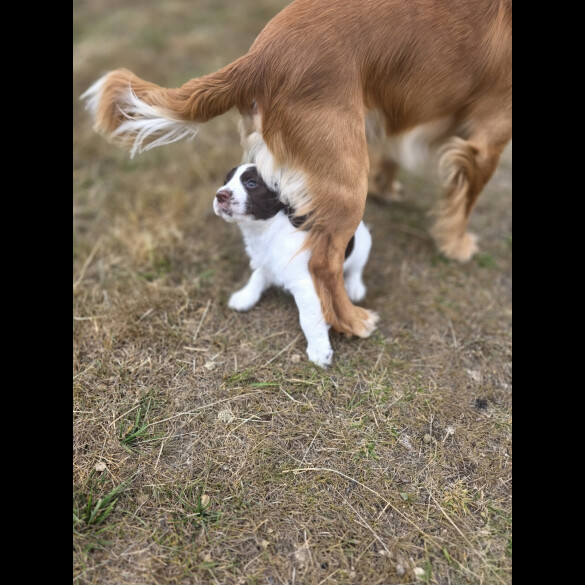 Cocker Spaniel (Working &amp; Show) - Both