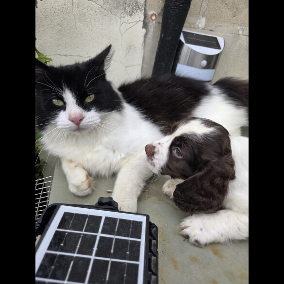 Cocker Spaniel (Working &amp; Show) - Both
