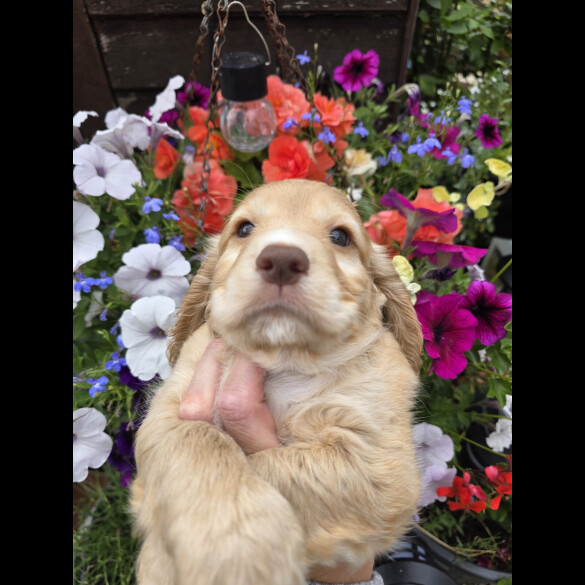 Cocker Spaniel (Working &amp; Show) - Both
