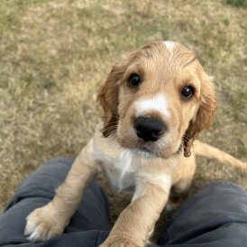 Cocker Spaniel (Working &amp; Show) - Both