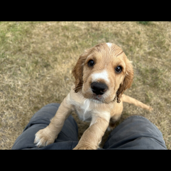 Cocker Spaniel (Working &amp; Show) - Both