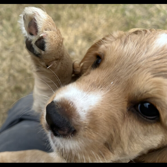 Cocker Spaniel (Working &amp; Show) - Both