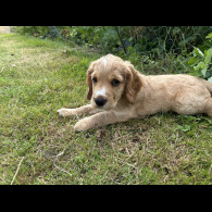 Cocker Spaniel (Working &amp; Show) - Both