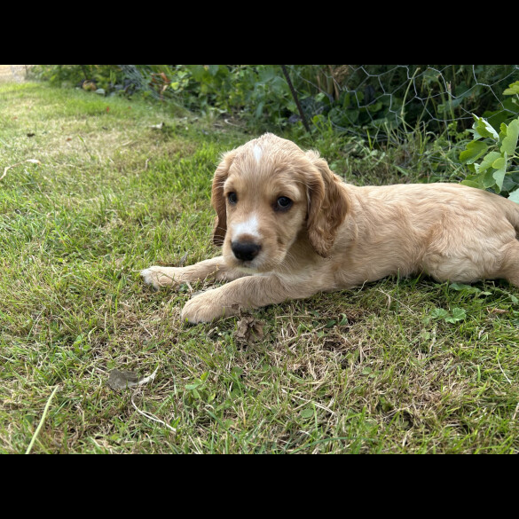 Cocker Spaniel (Working &amp; Show) - Both